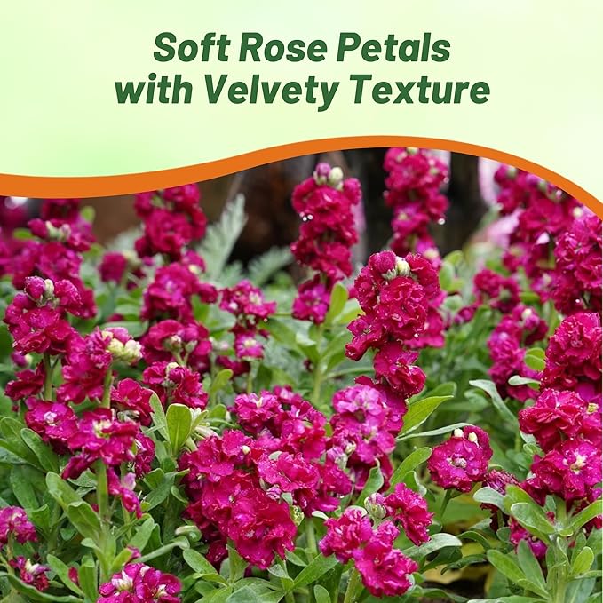 Outsidepride Ten Week Deep Rose Mattiola Stock Seeds - 1000 Pcs Annual Flower Seeds for Planting with Fragrant Blooms that Attract Pollinators, Compact Growth, for Cut Flower Arrangements & Containers