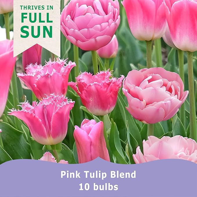 Pink Tulip Blend Bulbs (10-Pack) Elegant Tulips Bulbs for Fall Planting – Mixed Shades of Pink – Premium Lily-Flowered Tulips for Garden Beds