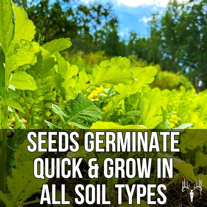 Branson’s Buffalo Blend, 25LB Bulk, Whitetail Food Plot Seed for Deer, Turkey, Pheasant, Dove, Elk & Duck, Plant Seeds Grow Forage to Feed & Attract Wildlife to Hunting Plots, No Till