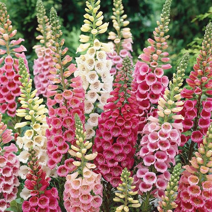 Eden Brothers Foxglove Seeds - Excelsior Mix
