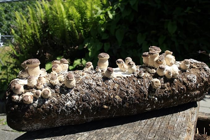 Root Mushroom Farm- Shiitake Mushroom Grow Kit-Start Right Away Once Received