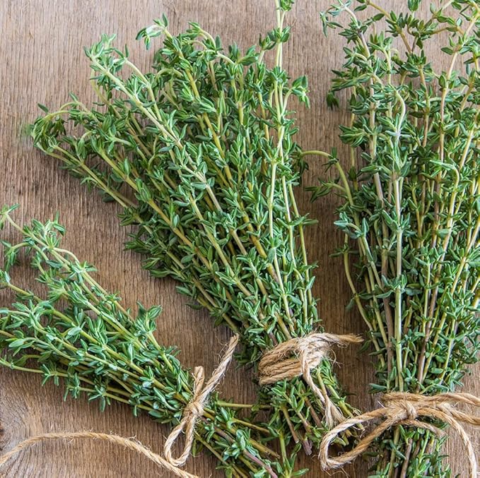 German Thyme Plants - Perfect for Indoor or Outdoor Gardening, High in Antioxidants, Fragrant and Flavorful Herb (2 ger Thyme Bags)
