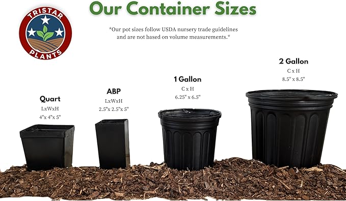 TriStar Plants - Butterfly Bush Black Knight, 1 Gallon Trade Pot - 1'ft Tall - Established Potted Plant, Buddleja - Fast Growing, Attracts Pollinators, Deer Resistant Flowering Shrub