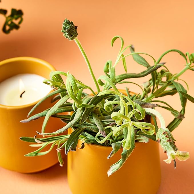 Modern Sprout Rooted Candle - 2 in 1 Cedarwood Scented & Soy Candle with Seeds That Grows into Lavender Plant - 6 oz w/ 42 hr Burn time in Matte Glaze Ceramic Vessel Ideal for Indoor Herb Garden