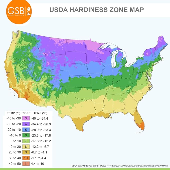 Garden State Bulb Gladiator Allium Flower Bulbs, 18cm, Fall Planting (Bag of 20)