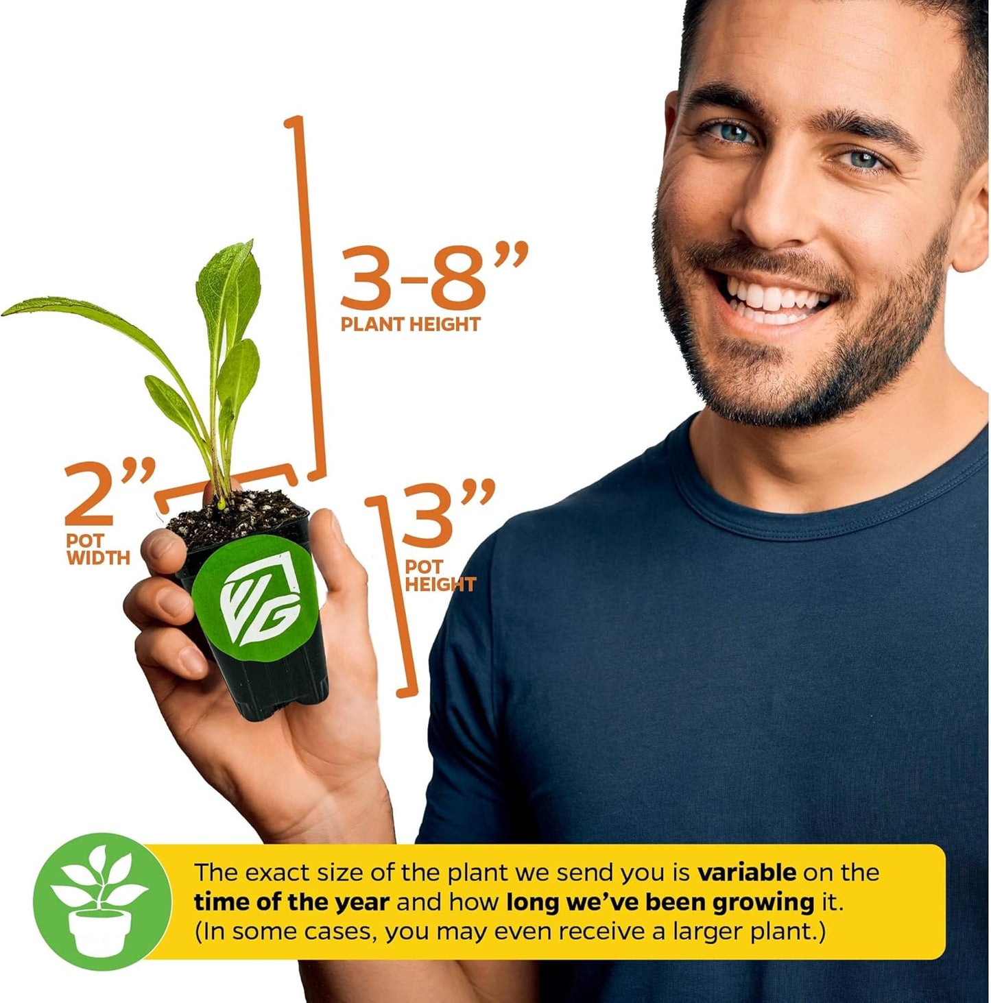 Kiko's Crump South Sea Salad Tree (BeLe Tree) Live Plant - Abelmoschus manihot - Wellspring Gardens Salad Tree Starter Plant - Live Vegetable Plant - Easy to Grow - Ideal for Outdoor & Indoor Planting