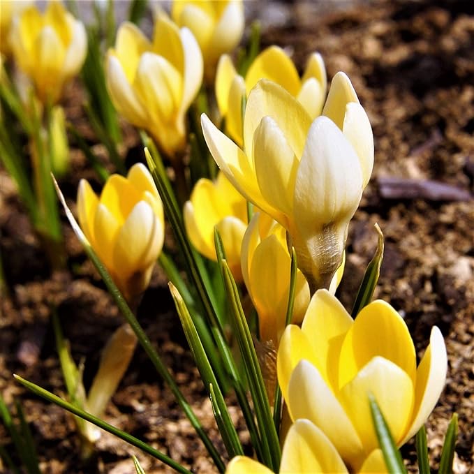 Easy to Grow Crocus 'Cream Beauty' Plant Bulbs (20 Pack) - Fragrant Cream Yellow Flowering Blooms in Spring Gardens