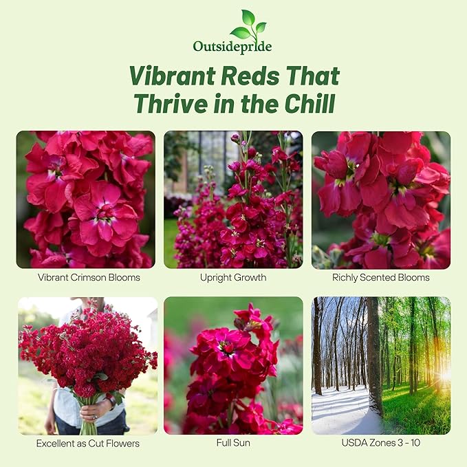 Outsidepride Ten Week Crimson Mattiola Stock Seeds - 2000 Pcs Annual Flower Seeds for Planting with Fragrant Blooms That Attract Pollinators, Compact Growth, for Cut Flower Arrangements & Containers