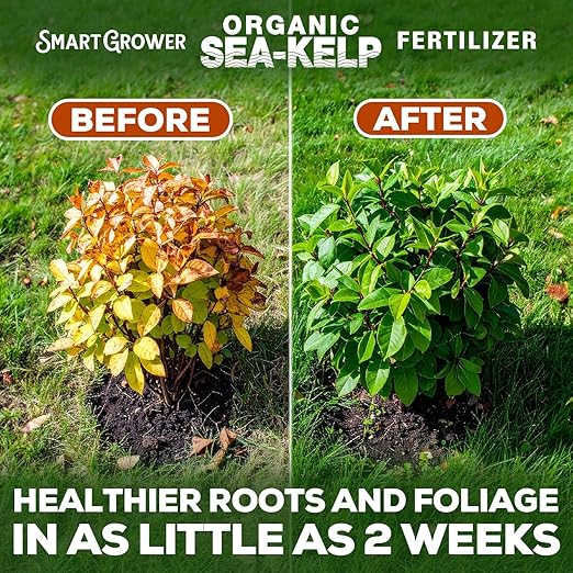 Organic Sea Kelp Fertilizer for Plants – Water-Soluble – Makes 200 Gallons – Kelp Meal Concentrate Plant Food – for Indoor Gardens, Hydroponics, Vegetables, Houseplants - Smart Grower - 8oz Bag