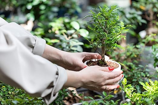 Leaves and Soul Bonsai Fertilizer Pellets |18-6-8 Slow Release Pellets for Seedlings, Mature Plants, All Tree Types | Multi-Purpose Blend & Gardening Supplies, No Fillers | 5.2 oz Resealable Packaging