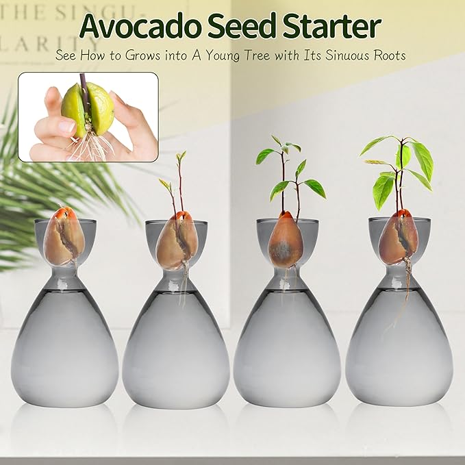 Avocado Vase Avocado Seed Starter Vases Trees Live Plants Growing kit Glass 2pc