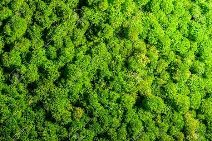 Premium Preserved Reindeer Moss for Potted Plants, Terrariums, Fairy Gardens, Arts and Crafts or Floral Decor Design in Natural (3 Quart Bag)