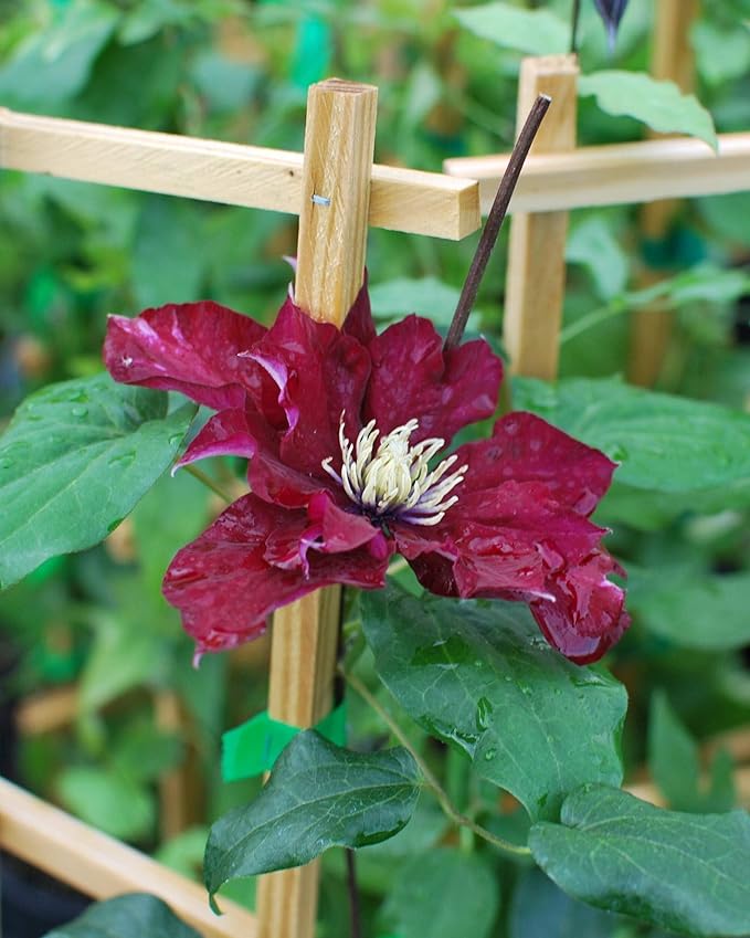 Perennial Farm Clematis Charmaine (Regal® Series) Hybrid – Live Clematis Vine in 4 Quart Container, Large Double Red Blooms, Compact Climber, Long Blooming, Ideal for Trellises, Arbors & Containers