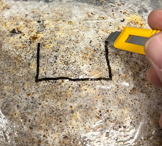 Lion's Mane Mushroom Grow Kit | Large 5.5LB Fruiting Block | Grow Your own Mushrooms Indoors