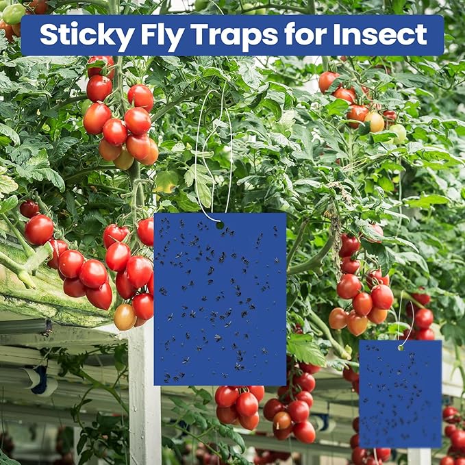 Qualirey 100 Pcs 6 x 8 Inch Sticky Traps for Gnats Dual Sided Fruit Fly Sticky Traps for Indoor and Outdoor Plant with Twist Ties and Plastic Holders for Flying Plant Insect, Fungus Gnats (Blue)