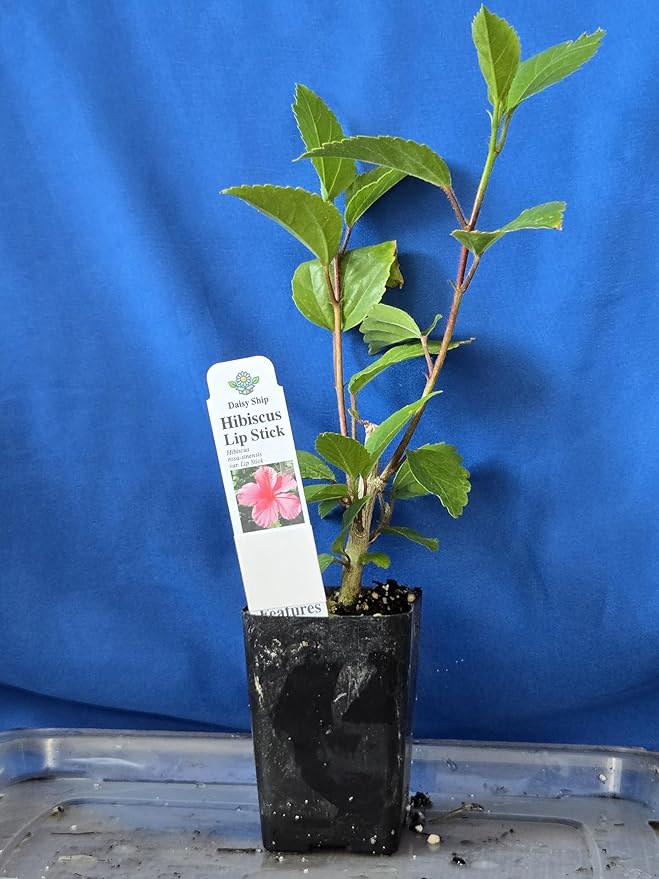 Pink Hibiscus. rosa-sinensis. Live Plant - Tropical Blooming Hibiscus, Pretty Flowers, Used in Tea and Juice (4 Pink Hibiscus sacs)