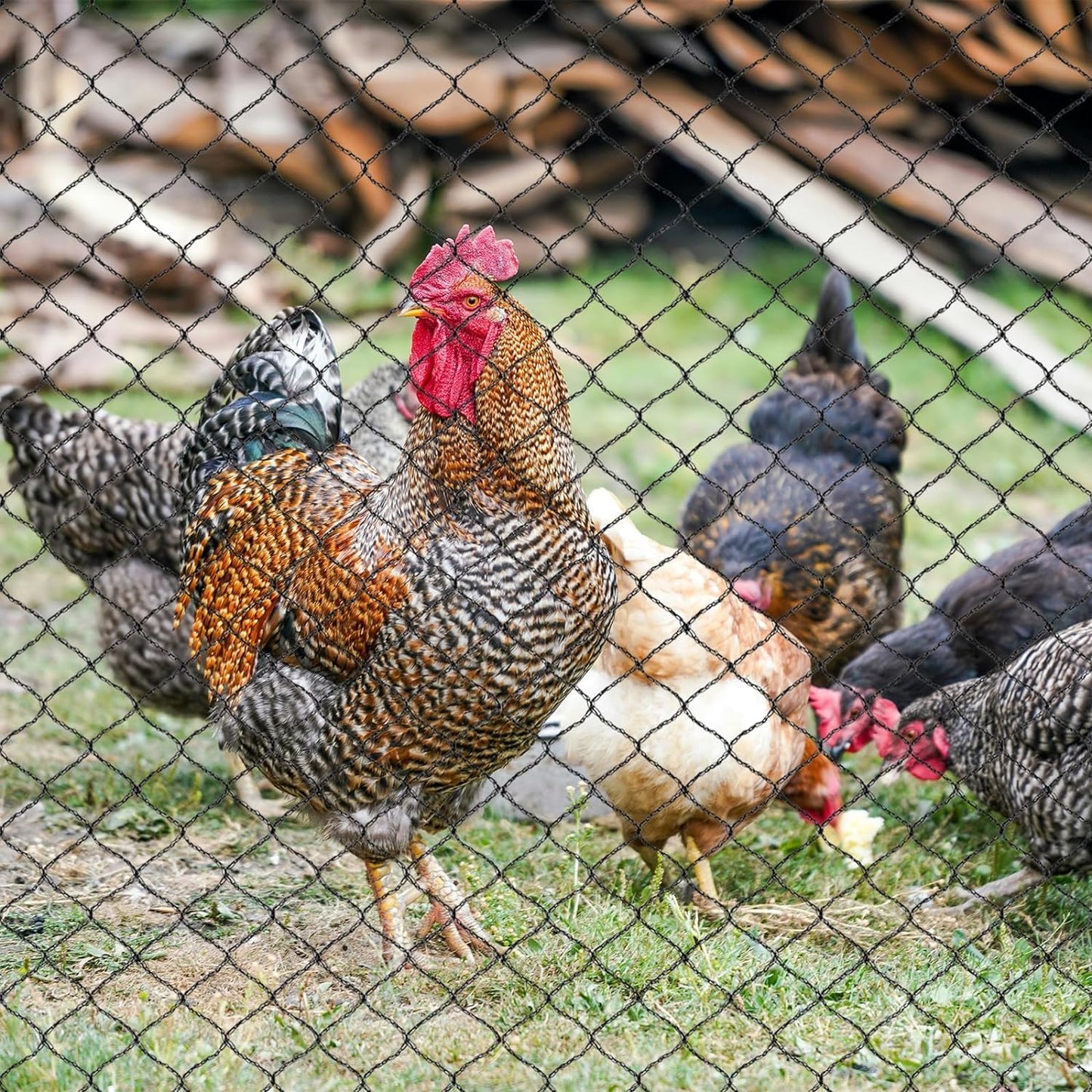 Junflying Bird Netting for Chicken Coop, 1 Inch Mesh 50x50 Ft Strong Woven Poultry Netting for Chicken Run Roof Cover, Against Bird Hawk Small Animals, Protect Strawberry Plant Fruit Tree Vegetable
