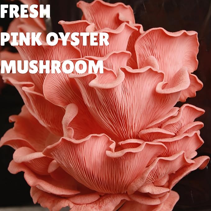 Pink Oyster Mushroom Growing Kit, Starter-Friendly & Fast Harvest Mushrooms Growing Kit, Handmade in USA, Great Gift