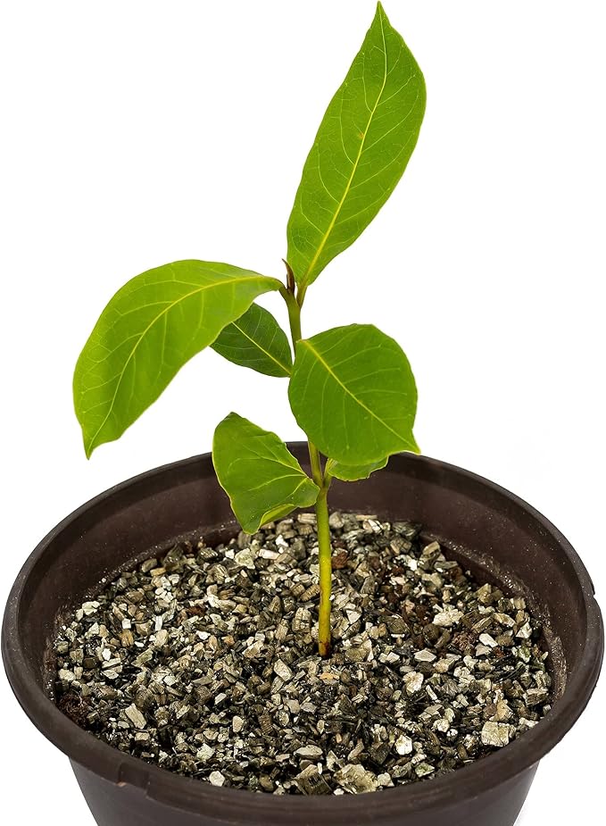 Zamioculcas Potting Mix - Unlock Robust Growth and Striking Leaves with Our High-Performance Formula - 20 Quart