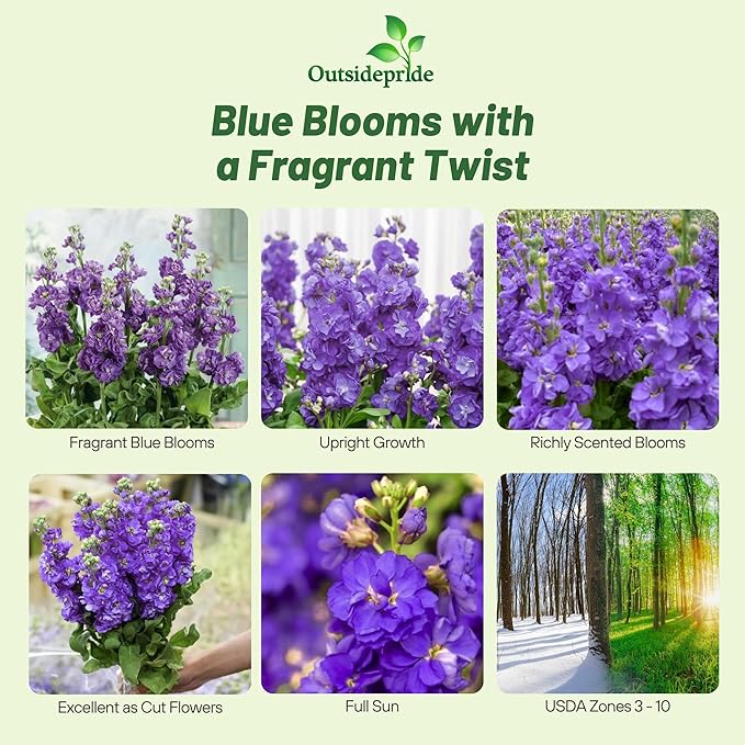Outsidepride Ten Week Blue Mattiola Stock Seeds - 2000 Pcs Annual Flower Seeds for Planting with Fragrant Blooms That Attract Pollinators, Compact Growth, for Cut Flower Arrangements & Containers
