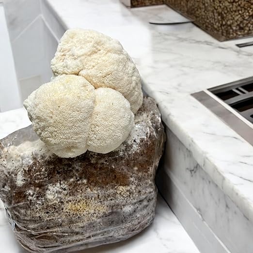 Lion's Mane Mushroom Grow Kit | Large 5.5LB Fruiting Block | Grow Your own Mushrooms Indoors