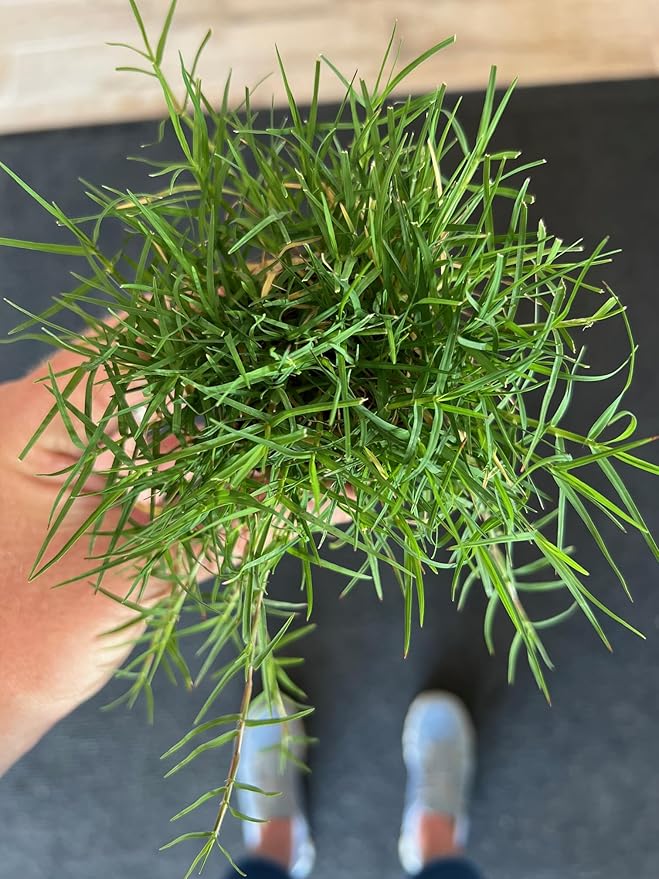 | Bermuda Grass Plugs - 200 Large Plugs, Fast Growing, Low Maintenance Green