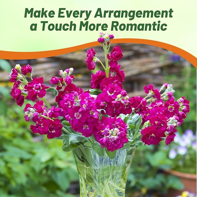 Outsidepride Ten Week Deep Rose Mattiola Stock Seeds - 2000 Pcs Annual Flower Seeds for Planting with Fragrant Blooms that Attract Pollinators, Compact Growth, for Cut Flower Arrangements & Containers