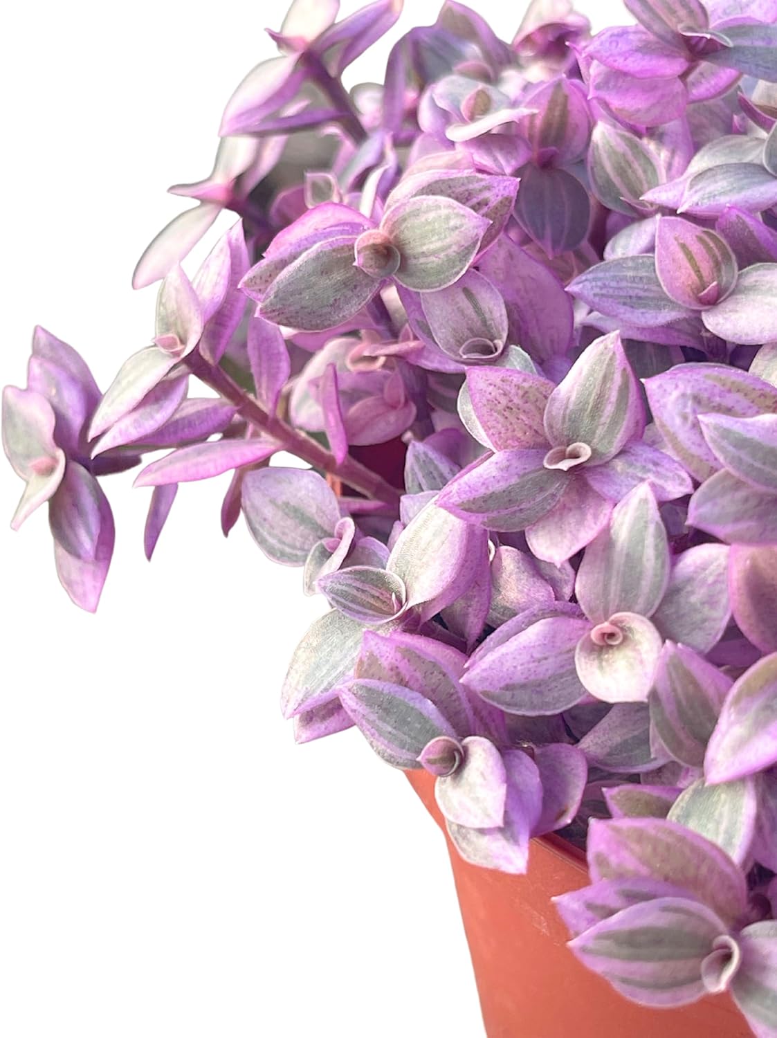 Live Succulent 4" Callisia Repens Pink Lady Turtle Vine, Succulents Plants Live Fully Rooted House Plant for Home Office Decoration, DIY Projects by The Succulent Cult