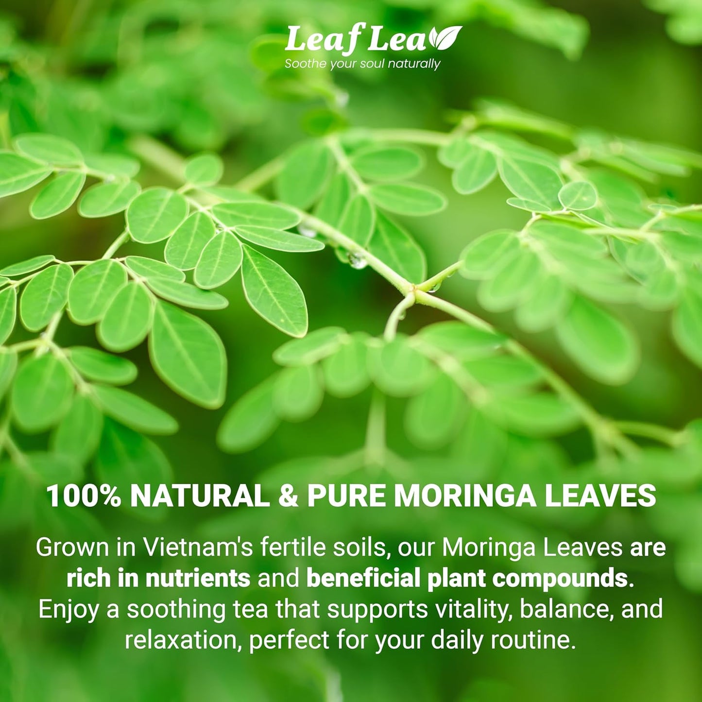 LeafLea 80 Moringa Tea Bags, Premium Moringa Leaf Herbal Tea for Digestive Support and Daily Wellness, Made from Natural Leaves, Caffeine-Free, Non-GMO, Sugar-Free