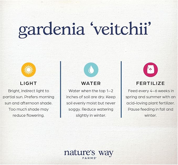 Nature’s Way Farms Gardenia Veitchii Fragrant Flowering Shrub (12-18in Tall) in Grower Pot