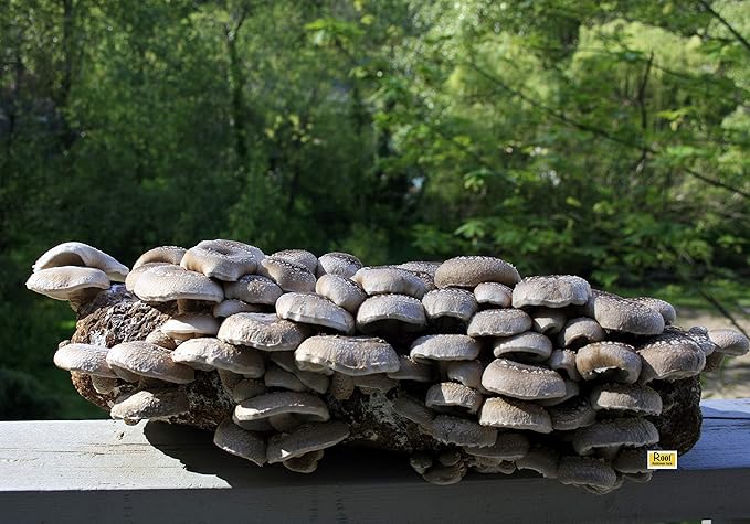 Root Mushroom Farm- Shiitake Mushroom Grow Kit-Start Right Away Once Received