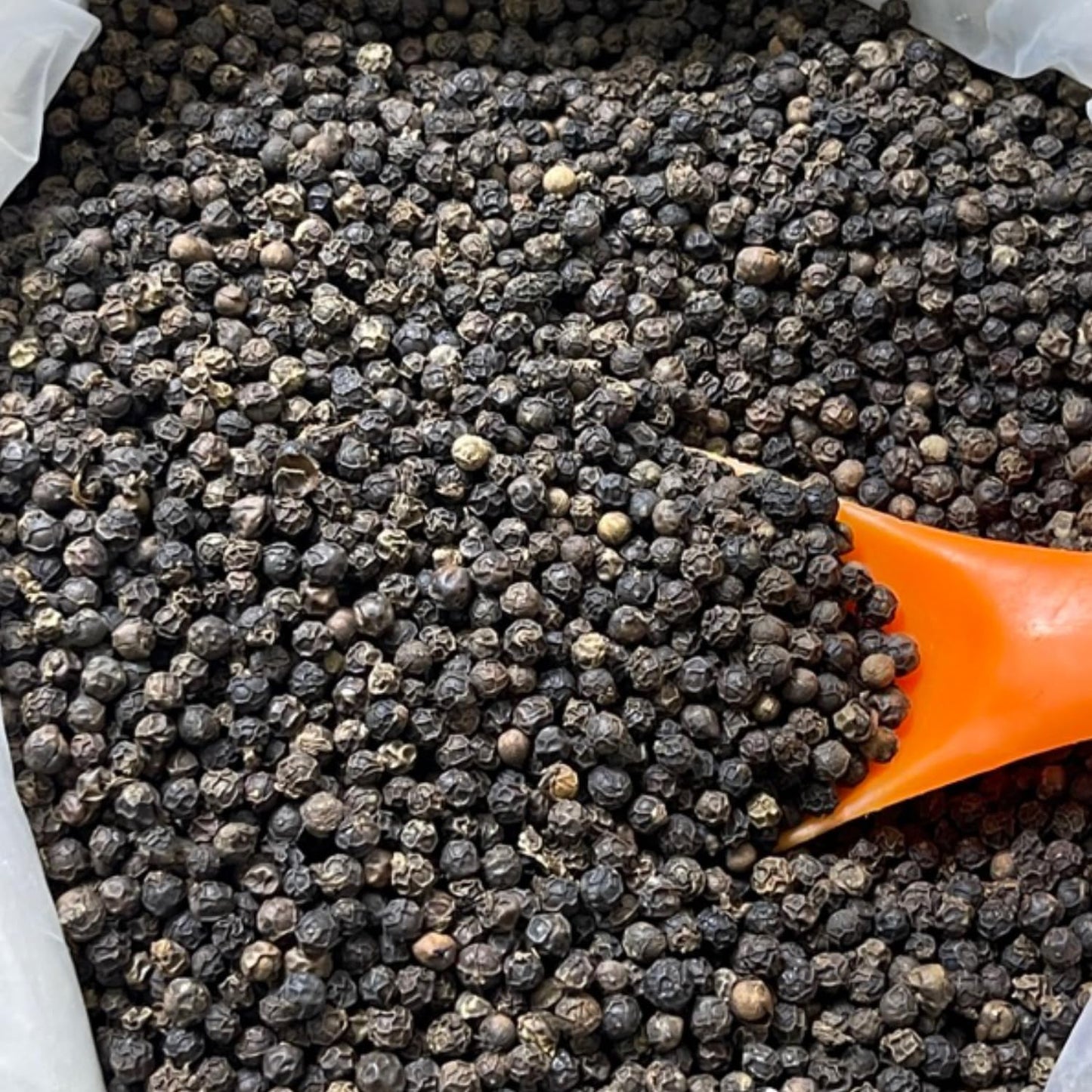 Black Pepper Plants, Piper Nigrum Plants Live, 5 to 8 Inches Tall