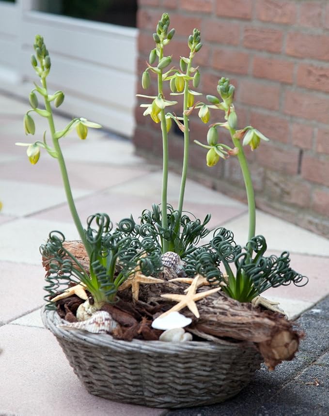 Rare Frizzle Sizzle Plant - Albuca spiralis - 2 Bulbs - Succulent House Plant