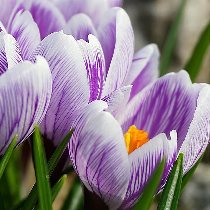 Saffron Crocus Flower Bulbs - Huge Bulbs, 9/10cm Each! Grow The World's Most Expensive Spice - Saffron Bulbs - Crocus Sativus (50)