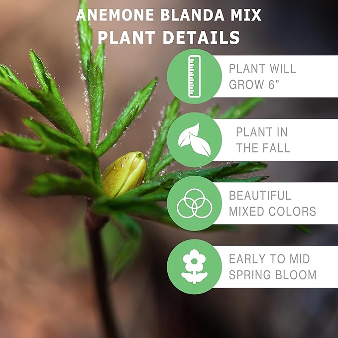 | 20 Mixed Anemone Blanda Bulbs for Fall | Deer-Resistant & Vibrant | Perfect Perennial Garden Flower 4 to 5 cm Bulb Size