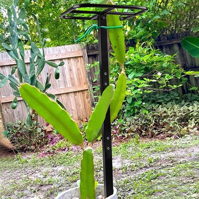 Dragon Fruit Trellis for Climbing Plants 50 * 12inches – Durable Metal Vertical Support Frame for Outdoor Gardens, Easy to Assemble, Stylish Design – Ideal Gift for Plant Enthusiasts