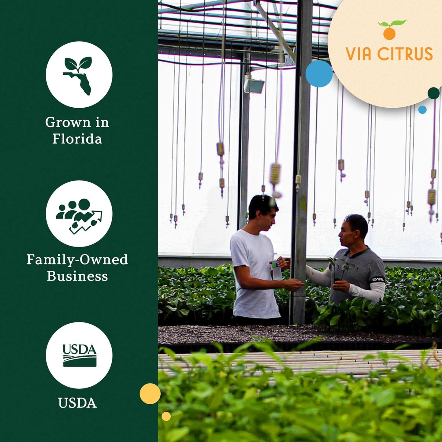 Key Lime Trees Indoor Plants Outdoor - Limes Citrus Tree Patio, Live Outdoor Tree Cannot Ship: CA/AZ/TX/LA – Potted Key Lime Plant, Indoor Fruit Trees Live Plants by Via Citrus