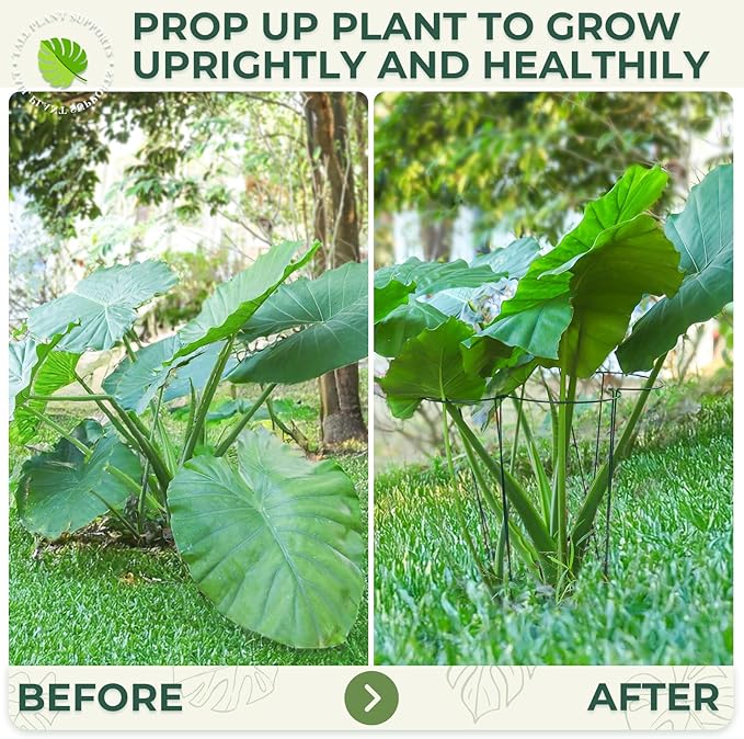 LEOBRO Plant Support, 8 PCS Peony Cages and Supports, Plant Stakes, Plant Supports for Indoor Plants, Outdoor Plants, Monstera Hydrangea Support Cage, 10" W x 24" H