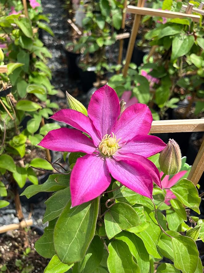 Perennial Farm Clematis 'Pink Champagne' Hybrid – Live Flowering Vine in 4 Quart Container, Large Rose-Pink Blooms with Contrasting Centers, Long Blooming, Ideal for Trellises, Arbors & Containers