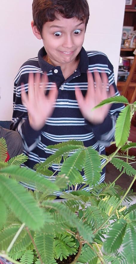 Zombie Plant Greenhouse Grow Kit - Touch It and Watch It Play Dead - Unique Grow Kit to Cultivate a Fun Indoor Plant That Revives in Minutes - Cool Plants and Great for Housewarming Gifts