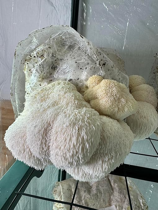 Lion's Mane Mushroom Grow Kit | Large 5.5LB Fruiting Block | Grow Your own Mushrooms Indoors