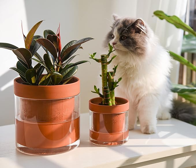 Phoenix Vine 4 Inch 6 Inch Self Watering Planter Pots, Terracotta Clay Pots with Glass Reservoir for Indoor Plants, Herbs, Flowers, 52-A-G-46