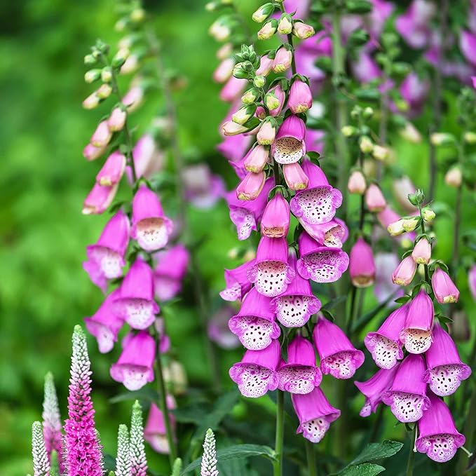 Eden Brothers Foxglove Seeds - Gloxiniaeflora Mix