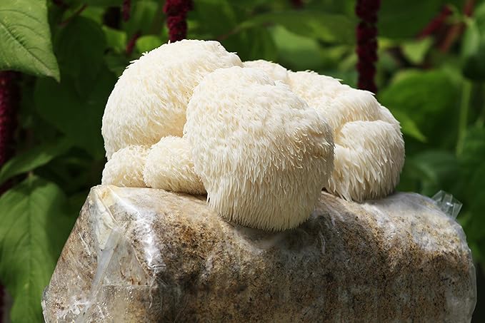 Two Lion's Mane Grow Kits (3.2 Pound Each)