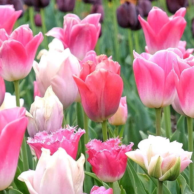 Pink Tulip Blend Bulbs (10-Pack) Elegant Tulips Bulbs for Fall Planting – Mixed Shades of Pink – Premium Lily-Flowered Tulips for Garden Beds