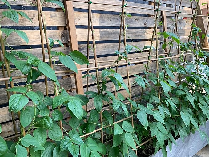 Plant Bamboo Post,3Feet,Bamboo Garden Stakes,50PcsBamboo Stakes,for Tomato,Beans,Vegetable and Flowers, Potted Plants,Indoor and Outdoor Climbing Plants