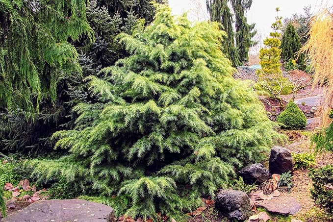 Premium Himalayan Cedar Potting Soil Mix - Perfect Balance of Nutrients, Drainage, and Aeration for Healthy Cedar Trees - 2 Quart