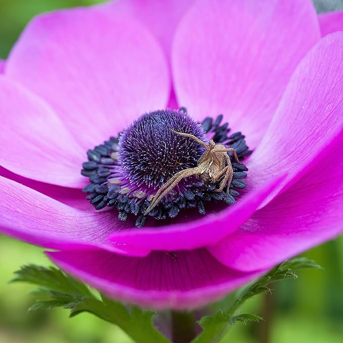 Easy to Grow Anemone Rosea - 20 Plant Bulbs, Bright Pink Flowers in Spring Outdoor, Full Sun