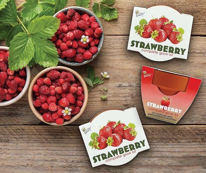 BUZZY Seeds Terracotta Mini Grow Pots | Herb, Plant, Flower Starter Kit for Kids & Adults | Alpine Strawberry 12-Pack, Classic Collection | Guaranteed to Grow | Best Indoor-Outdoor Gardening Gift
