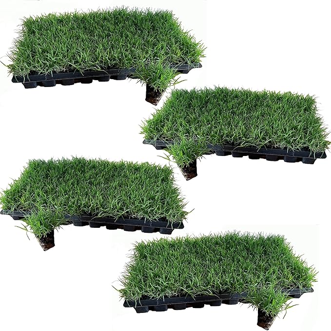 | Bermuda Grass Plugs - 200 Large Plugs, Fast Growing, Low Maintenance Green